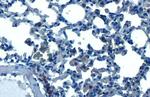 HDAC3 Antibody in Immunohistochemistry (Paraffin) (IHC (P))