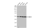 HDAC3 Antibody in Western Blot (WB)