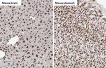 Histone H4 Antibody in Immunohistochemistry (Paraffin) (IHC (P))