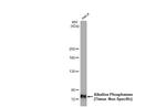 ALPL Antibody in Western Blot (WB)