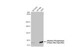 ALPL Antibody in Western Blot (WB)