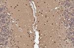 SOD1 Antibody in Immunohistochemistry (Paraffin) (IHC (P))