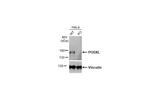 PODXL Antibody in Western Blot (WB)