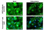 ADFP Antibody in Immunocytochemistry (ICC/IF)