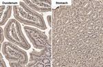 ADFP Antibody in Immunohistochemistry (Paraffin) (IHC (P))