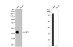 HFE Antibody in Western Blot (WB)