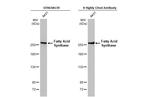 FASN Antibody in Western Blot (WB)