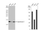 Cytochrome C Antibody in Western Blot (WB)