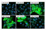 Dengue Virus Type 1-4 NS3 Antibody in Immunocytochemistry (ICC/IF)