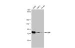 RIP1 Antibody in Western Blot (WB)