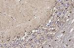 Glutamine Synthetase Antibody in Immunohistochemistry (Paraffin) (IHC (P))