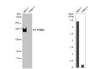 CEA Antibody in Western Blot (WB)