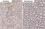 PIN1 Antibody in Immunohistochemistry (Paraffin) (IHC (P))