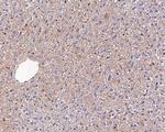 TMED9 Antibody in Immunohistochemistry (Paraffin) (IHC (P))