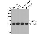 TMED9 Antibody in Western Blot (WB)