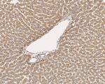 TMED9 Antibody in Immunohistochemistry (Paraffin) (IHC (P))