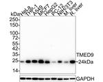 TMED9 Antibody in Western Blot (WB)