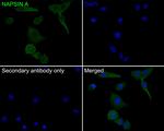 NAPSA Antibody in Immunocytochemistry (ICC/IF)