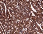 Tensin 4 Antibody in Immunohistochemistry (Paraffin) (IHC (P))