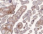 Tensin 4 Antibody in Immunohistochemistry (Paraffin) (IHC (P))