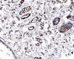 H4K8ac Antibody in Immunohistochemistry (Paraffin) (IHC (P))