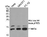 H4K8ac Antibody in Western Blot (WB)