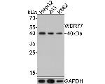 WDR77 Antibody in Western Blot (WB)