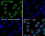 JMJD2B Antibody in Immunocytochemistry (ICC/IF)