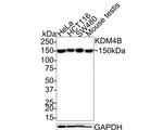 JMJD2B Antibody in Western Blot (WB)