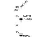 JMJD2B Antibody in Western Blot (WB)