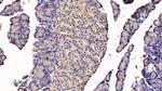 CCK Antibody in Immunohistochemistry (Paraffin) (IHC (P))