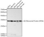 S6 Antibody in Western Blot (WB)