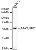 BTRC Antibody in Western Blot (WB)