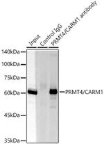 PRMT4 Antibody in Immunoprecipitation (IP)