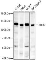 BRD2 Antibody in Western Blot (WB)