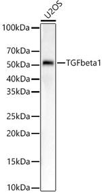 TGF beta-1 Antibody in Western Blot (WB)