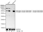 Phospho-SMAD2/SMAD3 (Ser465, Ser467, Ser423, Ser425) Antibody in Western Blot (WB)