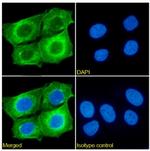 CD98 Chimeric Antibody in Immunocytochemistry (ICC/IF)