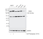 PERK Antibody in Western Blot (WB)