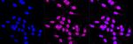 Caspase 7 Antibody in Immunocytochemistry (ICC/IF)