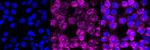 STING Antibody in Immunocytochemistry (ICC/IF)