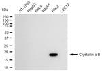 CRYAB Antibody in Western Blot (WB)