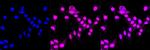 CRMP1 Antibody in Immunocytochemistry (ICC/IF)