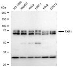 FXR1 Antibody in Western Blot (WB)