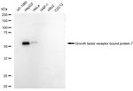 GRB7 Antibody in Western Blot (WB)