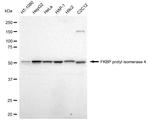 FKBP4 Antibody in Western Blot (WB)