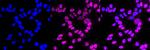 ETS1 Antibody in Immunocytochemistry (ICC/IF)