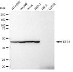 ETS1 Antibody in Western Blot (WB)