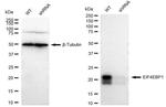 4EBP1 Antibody