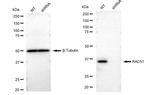 RAD51 Antibody